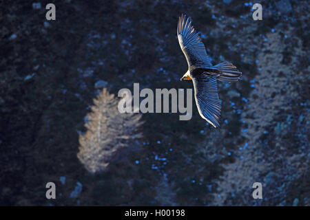 Lammergeier, Bearded Vulture (Gypaetus barbatus), flying along a mountain side, view from above, Italy, South Tyrol Stock Photo
