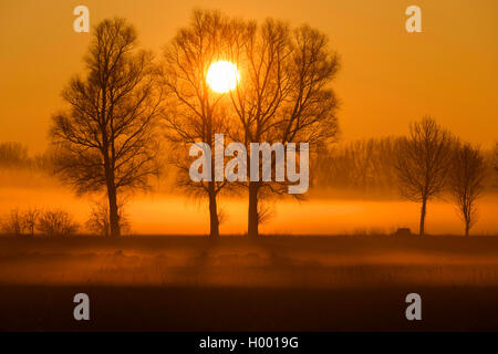 trees in morning mist in sunrise, Germany, Bavaria, Allgaeu Stock Photo