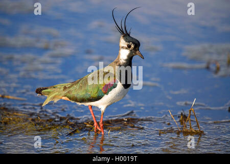 northern lapwing (Vanellus vanellus), male standing in shallow water, Germany, Bavaria Stock Photo