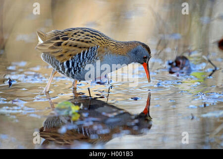 water rail (Rallus aquaticus), searching food in shallow water, side view, Germany, Bavaria