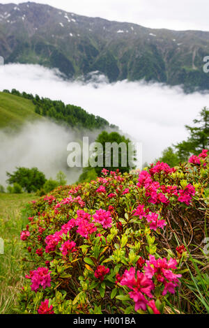 Rust-leaved alpine rose, snow-rose, snowrose, Rusty-leaved alpenrose, Rusty-leaved alprose (Rhododendron ferrugineum), blooming over the clouds, Germany, Bavaria Stock Photo