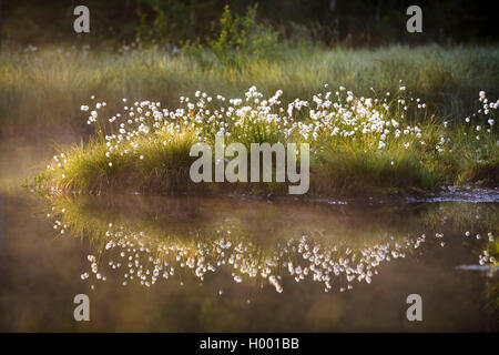 Hare's-tail cottongrass, Tussock cottongrass, Sheathed cottonsedge (Eriophorum vaginatum), in an moor pond, Germany, Bavaria Stock Photo