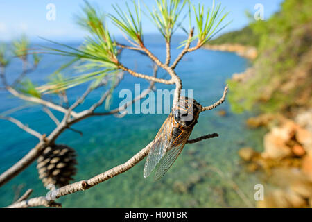 Common Southern European cicada (Lyristes plebejus, Lyristes plebeius, Tibicen plebejus, Tibicen plebeius), on a branch of a pine twig, Croatia Stock Photo