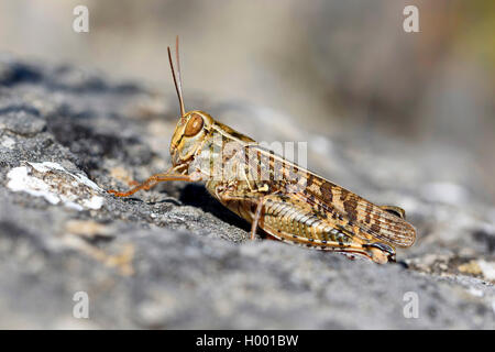 Italian locust (Calliptamus italicus, Calliptenus cerisanus), sits on a stone, Italy Stock Photo