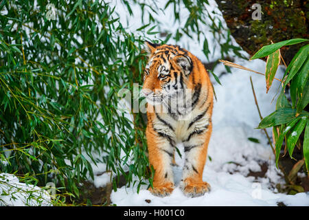 Siberian tiger, Amurian tiger (Panthera tigris altaica), young animal in winter Stock Photo