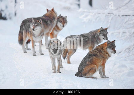 European gray wolf (Canis lupus lupus), pack of wolves in snow, Germany, Bavaria, Bayerischer Wald National Park Stock Photo