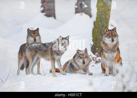 European gray wolf (Canis lupus lupus), pack of wolves in snow, Germany, Bavaria, Bayerischer Wald National Park Stock Photo