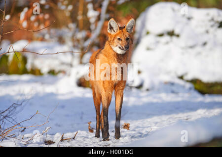 maned wolf (Chrysocyon brachyurus), standing in snow Stock Photo