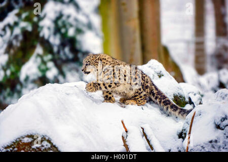 snow leopard (Uncia uncia, Panthera uncia), young animal in snow Stock Photo