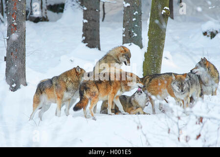 European gray wolf (Canis lupus lupus), pack of wolves in snow, Germany, Bavaria, Bayerischer Wald National Park Stock Photo