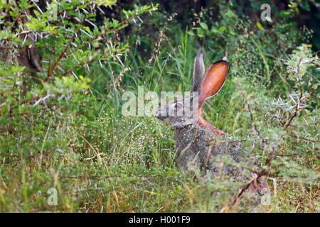 Scrub hare (Lepus saxatilis), eats plants in bushes, South Africa, Western Cape, Bontebok National Park Stock Photo