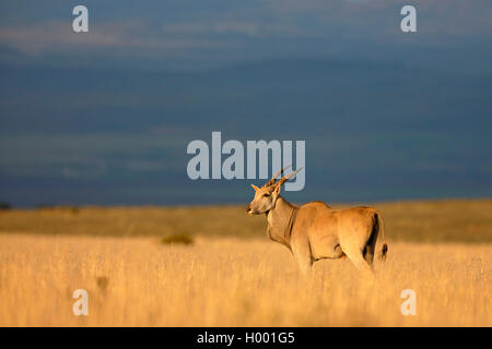 Common eland, Southern Eland (Taurotragus oryx, Tragelaphus oryx), stands in African Savanna, South Africa, Eastern Cape, Mountain Zebra National Park Stock Photo