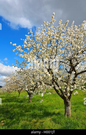 Cherry tree, Sweet cherry (Prunus avium), blooming cherry trees in spring, Germany, Baden-Wuerttemberg, Odenwald, Bettingen Stock Photo