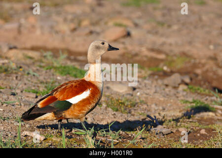 South African shelduck (Tadorna cana), male stands at the shore of a lake, South Africa, Western Cape, Karoo National Park Stock Photo