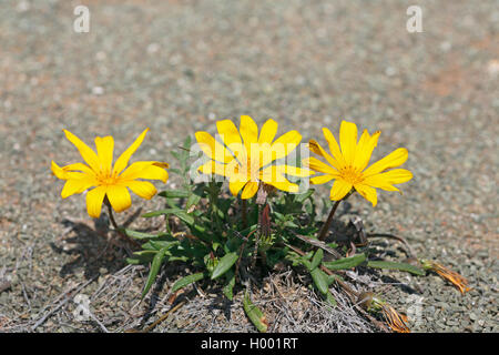 Treasureflower, Treasure-flower, Treasure flower (Gazania krebsiana, Gazania nivea), flowering, South Africa, Eastern Cape, Camdeboo National Park Stock Photo