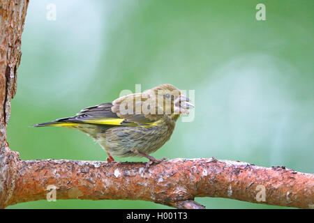 western greenfinch (Carduelis chloris), juvenile bird sitting on a pine branch and eating a seed, side view, Norway, Ovre Pasvik National Park Stock Photo