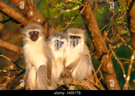 Vervet, Vervet monkey (Chlorocebus pygerythrus), group sits in a tree in the morning sun, South Africa, Eastern Cape, Camdeboo National Park Stock Photo