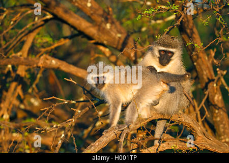 Vervet, Vervet monkey (Chlorocebus pygerythrus), pair at grooming in the morning, South Africa, Eastern Cape, Camdeboo National Park Stock Photo