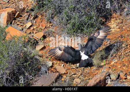 verreaux's eagle (Aquila verreauxii), flying in a ravine, South Africa, Western Cape, Karoo National Park Stock Photo