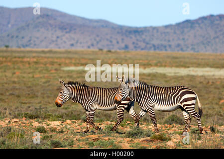 Cape Mountain Zebra, Mountain Zebra (Equus zebra zebra), pair walks in savanna, South Africa, Eastern Cape, Mountain Zebra National Park Stock Photo