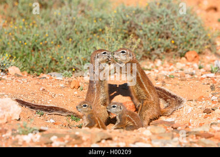 South African ground squirrel, Cape ground squirrel (Geosciurus inauris, Xerus inauris), family at the burrow, South Africa, Eastern Cape, Camdeboo National Park Stock Photo