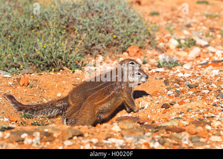 South African ground squirrel, Cape ground squirrel (Geosciurus inauris, Xerus inauris), pair sits at the burrow, South Africa, Eastern Cape, Camdeboo National Park Stock Photo