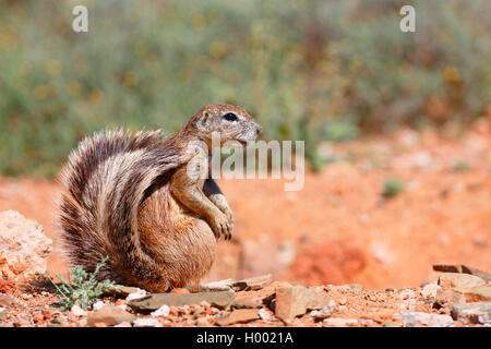 South African ground squirrel, Cape ground squirrel (Geosciurus inauris, Xerus inauris), squirrel sits at the ground and uses the tail as an sun umbrella, South Africa, Eastern Cape, Mountain Zebra National Park Stock Photo