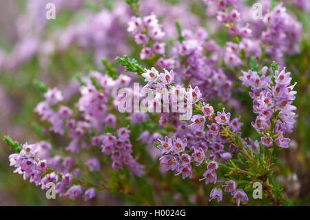 Heather flowers blossom in august Stock Photo