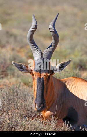 Red hartebeest, Red Cape hartebeest (Alcelaphus buselaphus caama), Portrait of a male sitting on the ground, South Africa, Eastern Cape, Mountain Zebra National Park Stock Photo