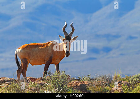 Red hartebeest, Red Cape hartebeest (Alcelaphus buselaphus caama), stands in savannah, South Africa, Eastern Cape, Mountain Zebra National Park Stock Photo