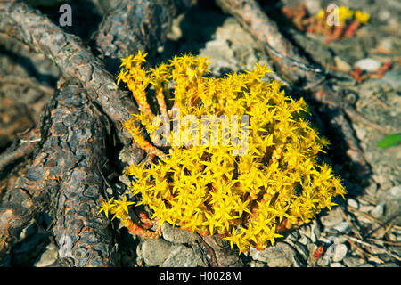 common stonecrop, biting stonecrop, mossy stonecrop, wall-pepper, gold-moss (Sedum acre), flowering, Sweden, Oeland Stock Photo