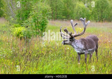 European reindeer, European caribou (Rangifer tarandus tarandus), male standing in a meadow, Norway, Tromso Stock Photo