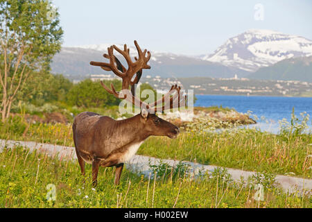 European reindeer, European caribou (Rangifer tarandus tarandus), male standing in a meadow at the ocean, Norway, Tromso Stock Photo