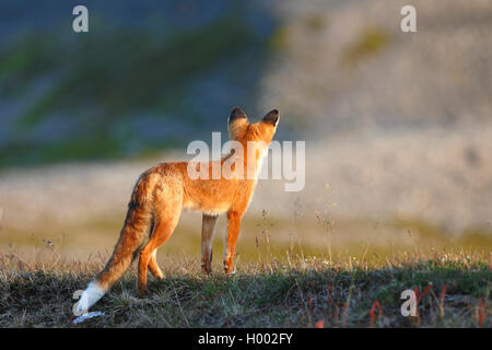 red fox (Vulpes vulpes), standing in the fjell, side view, Norway, Varanger Peninsula Stock Photo