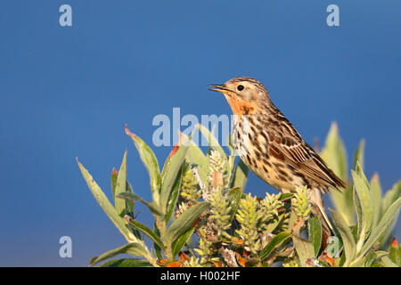 Red-throated pitpit (Anthus cervinus), male sitting on a willow bush, side view, Norway, Varanger Peninsula Stock Photo