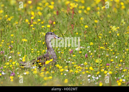 gadwall (Anas strepera, Mareca strepera), male standing in a meadow with greater yellow-rattle, side view, Netherlands, Frisia Stock Photo