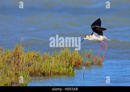 black-winged stilt (Himantopus himantopus), landing in shallow water, side view, France, Camargue
