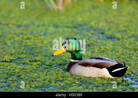 mallard (Anas platyrhynchos), male swimming in breeding plumage, side view, Netherlands, Frisia Stock Photo