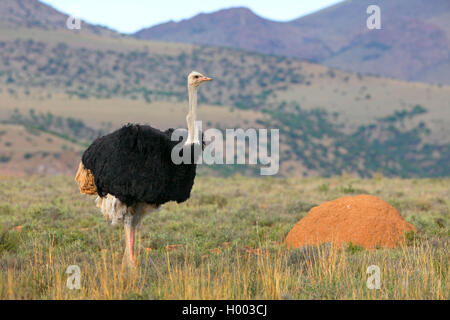ostrich (Struthio camelus), male stands in savanna, South Africa, Eastern Cape, Camdeboo National Park Stock Photo