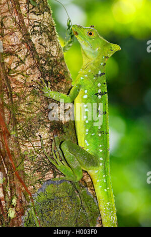 green basilisk, plumed basilisk, double-crested basilisk (Basiliscus plumifrons), juvenile, Costa Rica Stock Photo