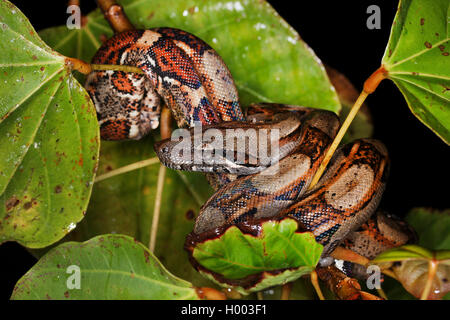Red-tailed Boa (Boa constrictor), winded round a plant, Costa Rica Stock Photo