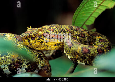 eyelash viper, horned palm viper, eyelash palm pit viper (Bothrops schlegelii, Bothriechis schlegelii), Portrait, Costa Rica Stock Photo
