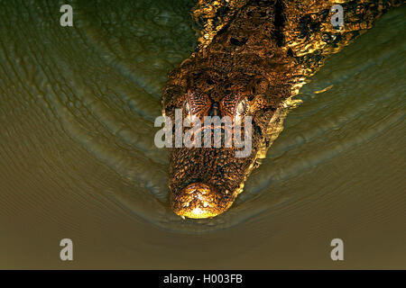 spectacled caiman (Caiman crocodilus), Portrait , Costa Rica Stock Photo