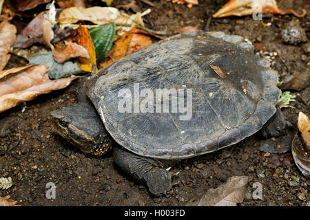 snapping turtle, American snapping turtle (Chelydra serpentina), on the ground, Costa Rica Stock Photo