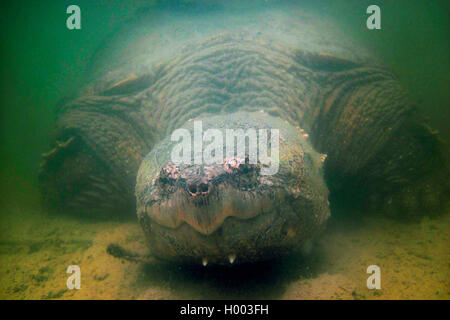 snapping turtle, American snapping turtle (Chelydra serpentina), under water, Costa Rica Stock Photo