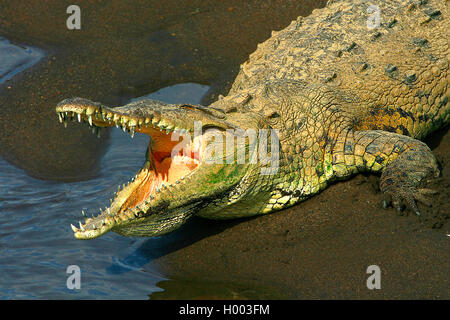 American crocodile (Crocodylus acutus), sunbths on the shore, Costa Rica Stock Photo