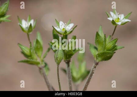 thyme-leaved sandwort, thyme-leaf sandwort (Arenaria serpyllifolia), blooming, Germany Stock Photo