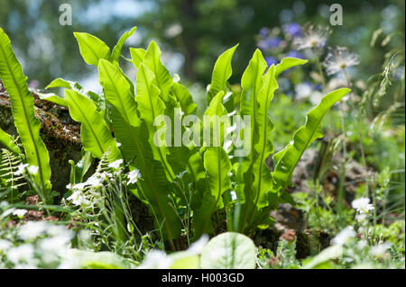 hart's tongue, European harts-tongue fern (Asplenium scolopendrium, Phyllitis scolopendrium), fronds in backlight, Germany Stock Photo