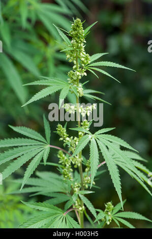Indian hemp, marijuana, mary jane (Cannabis sativa var. indica, Cannabis indica), blooming hempplant Stock Photo