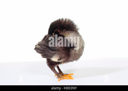 Australorps, Australorps fowl, Australorps chicken (Gallus gallus f. domestica), sleeping chick, side view Stock Photo